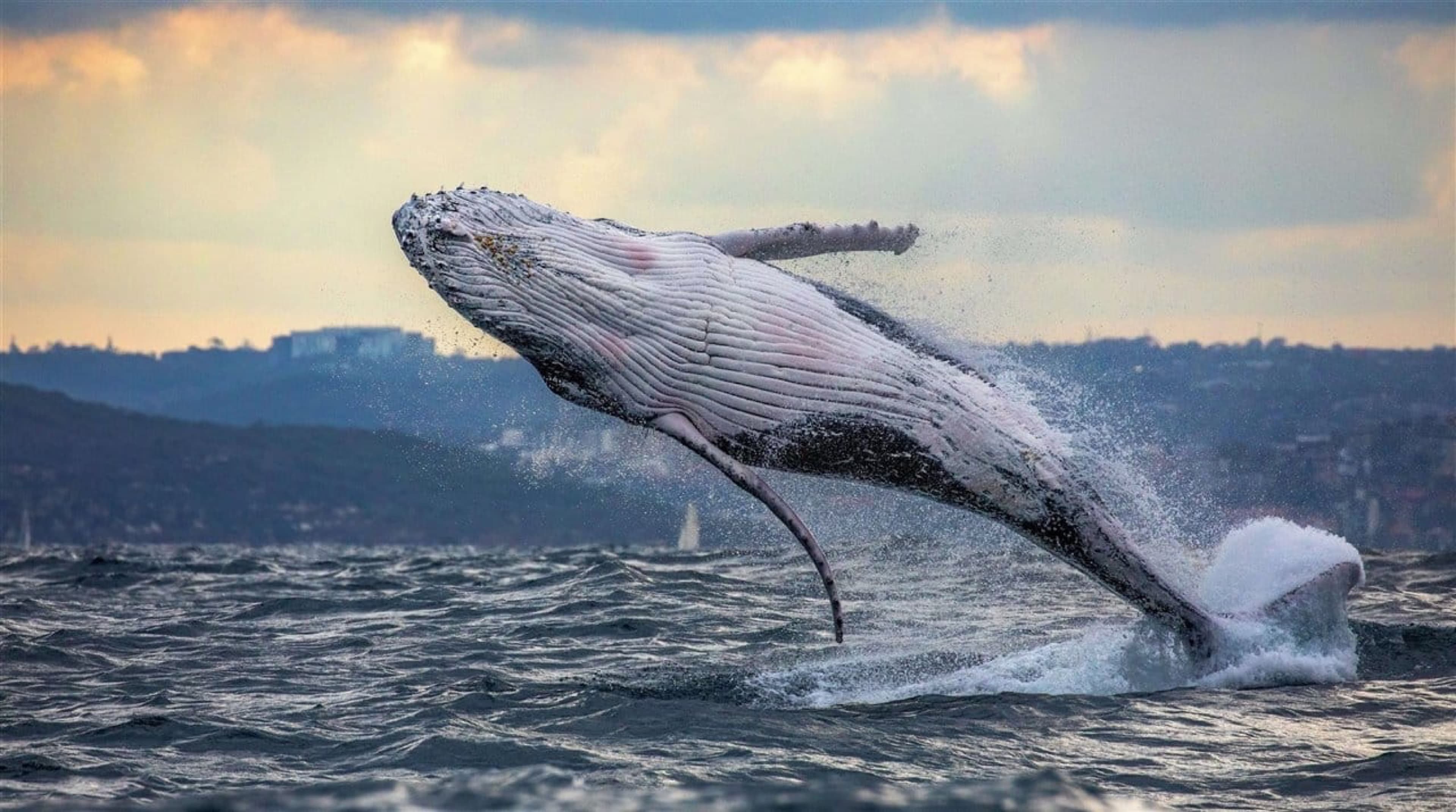 Whale Watching