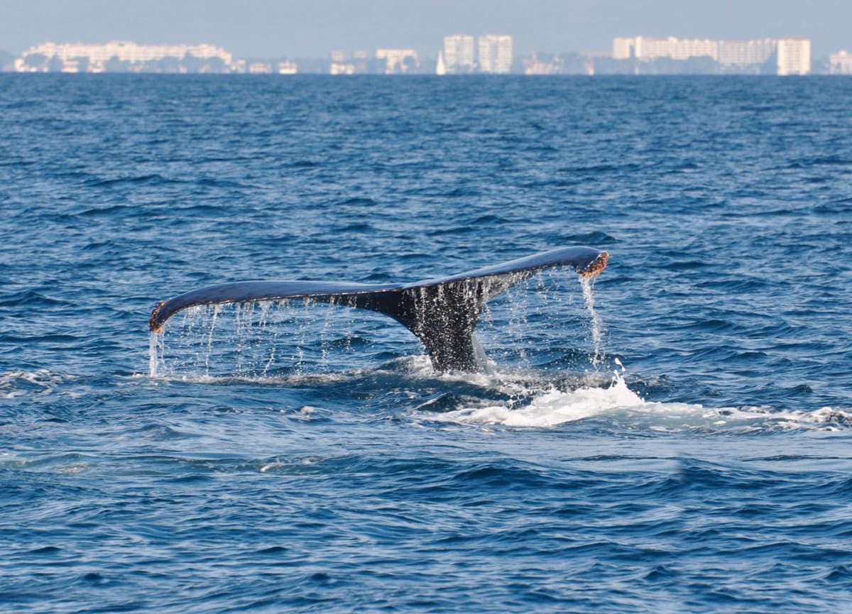 Avistamiento de Ballenas